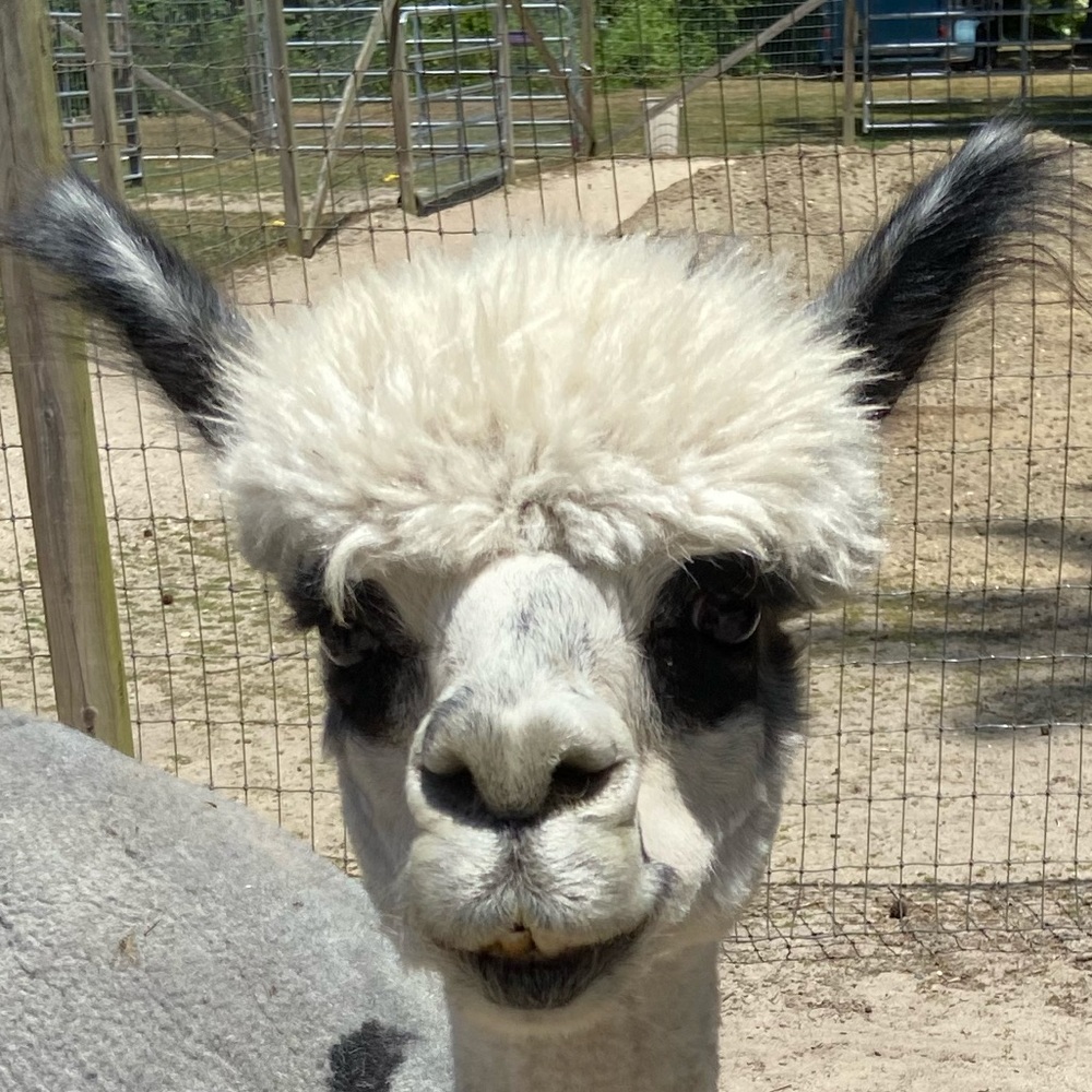 Meet your Posher, Tracy